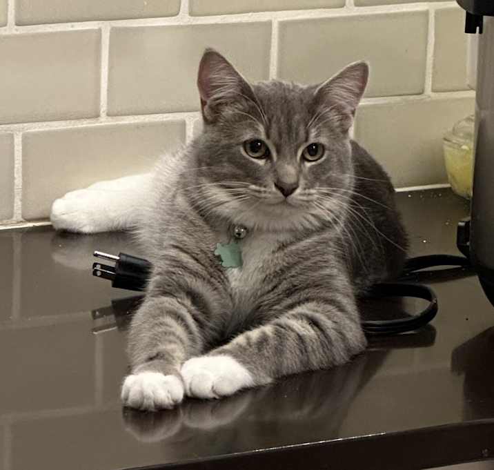 Photo of Tigger