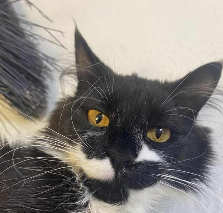 Photo of Pistachio