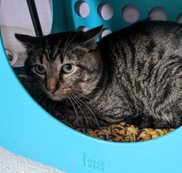 Photo of Cinderblock