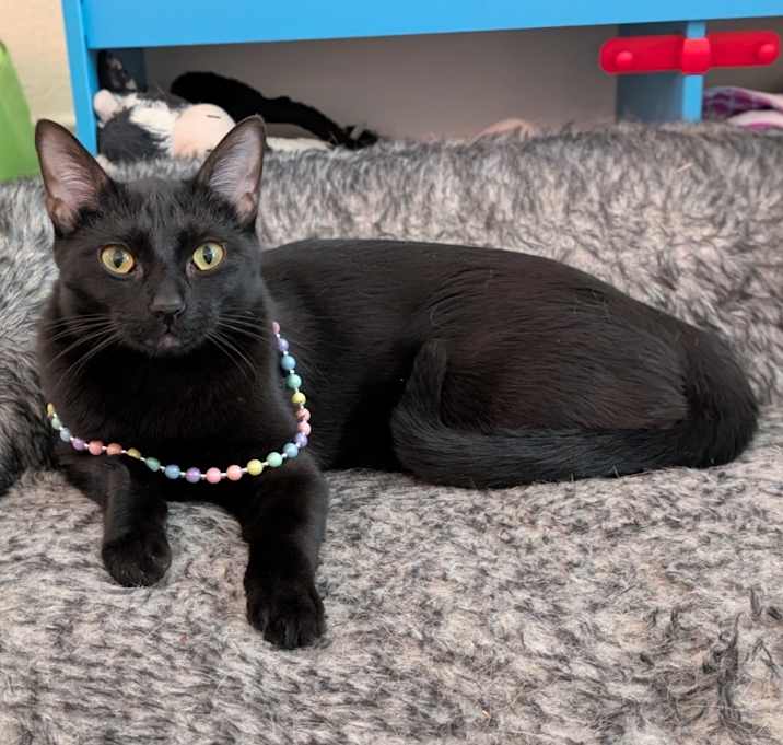 Photo of Jiji