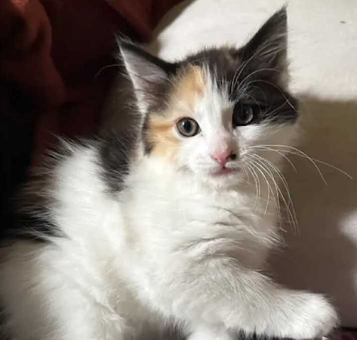Photo of Dolly