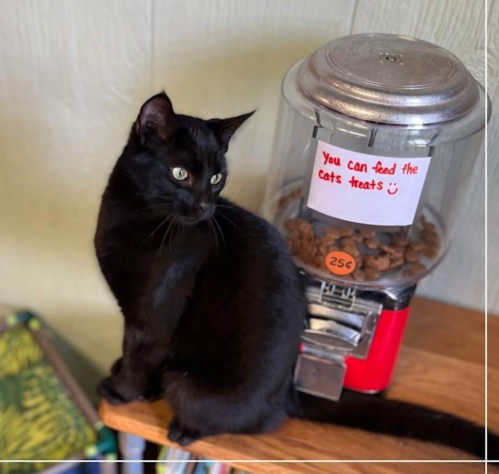 Photo of Bagheera