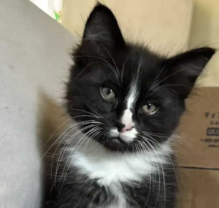 Photo of Onyx