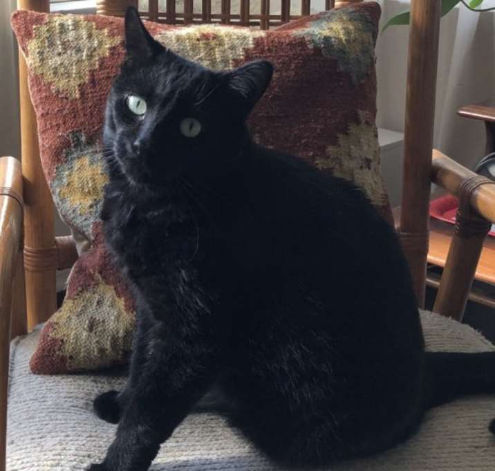 Photo of Gonzo