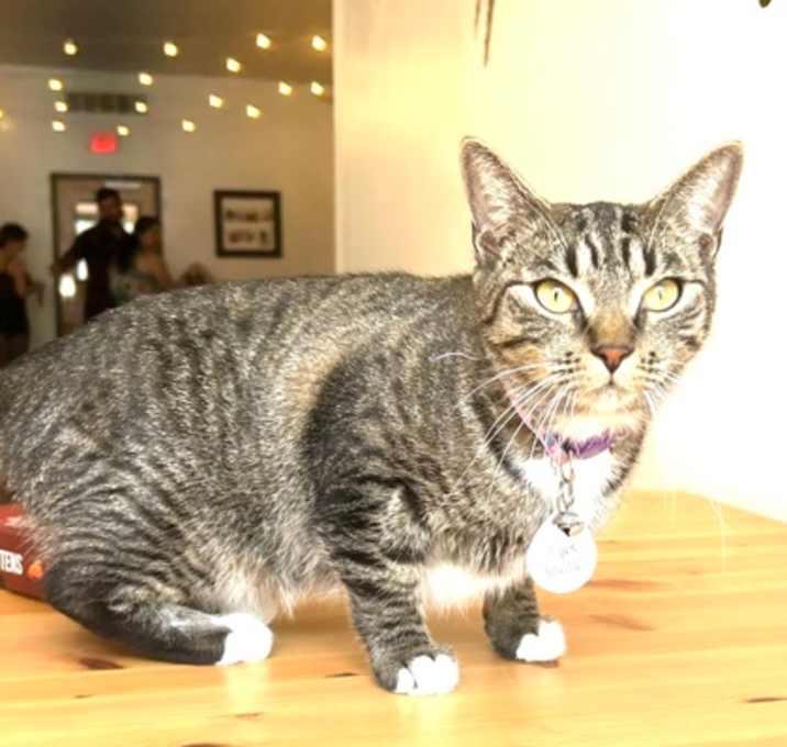 Photo of Penne (Pounce Cat Cafe)