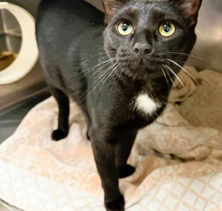 Photo of Toothless