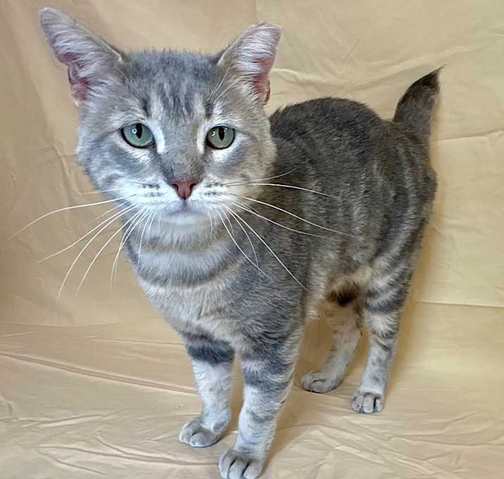 Photo of Tank