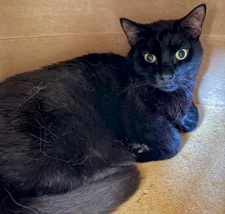 Photo of Buddy