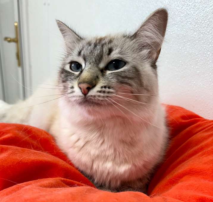 Photo of Snuggles