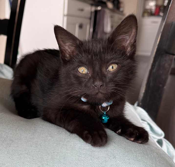 Photo of Boo