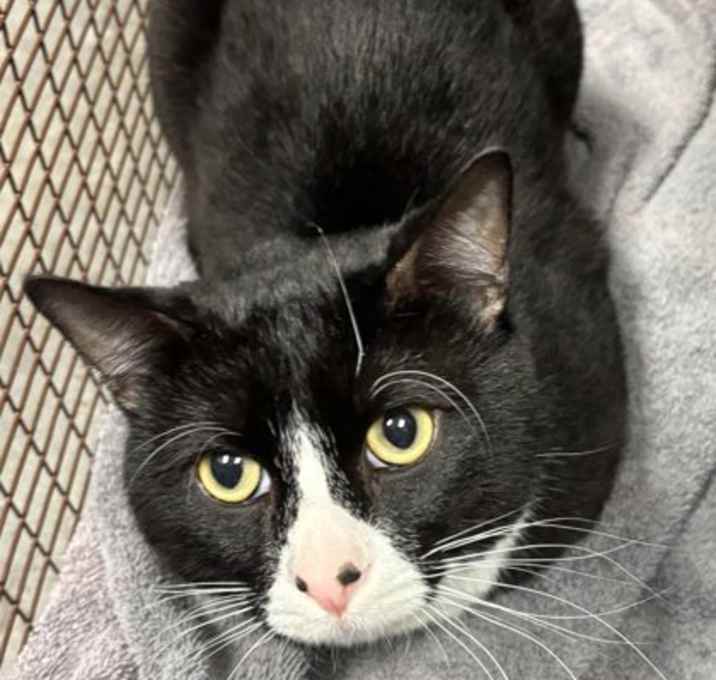 Photo of Onyx