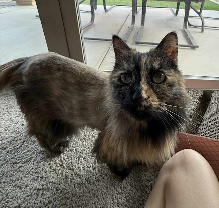Photo of Violet