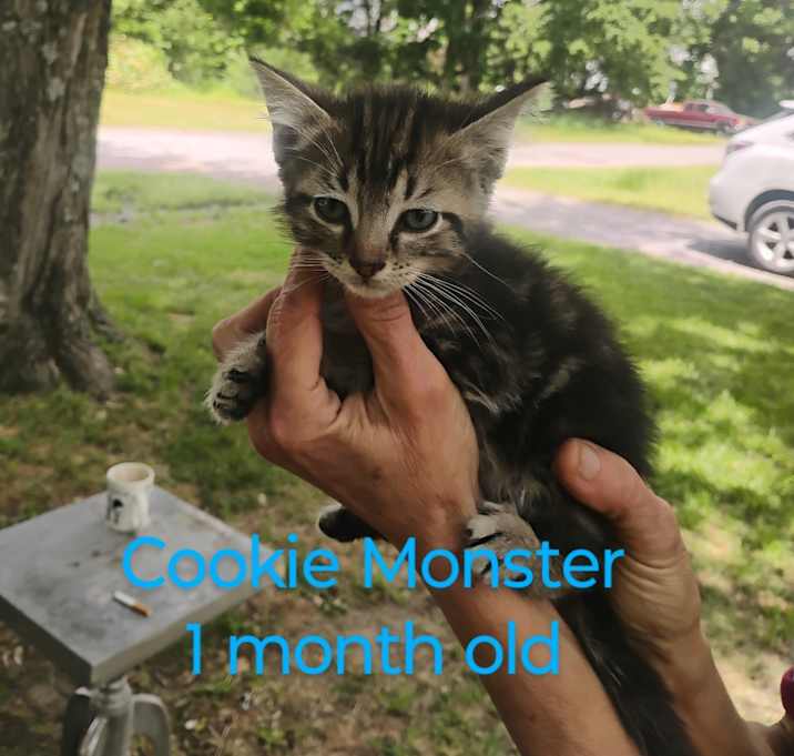 Photo of Cookie monster