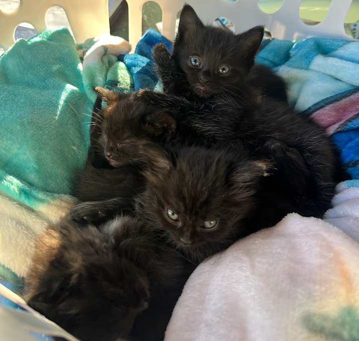 Photo of Kittens
