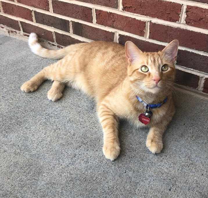 Photo of Ginger