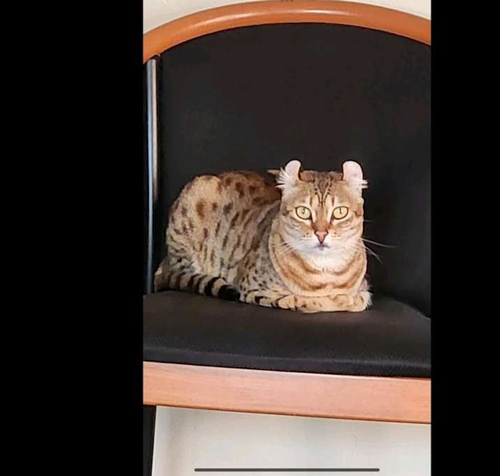 Photo of Mishka