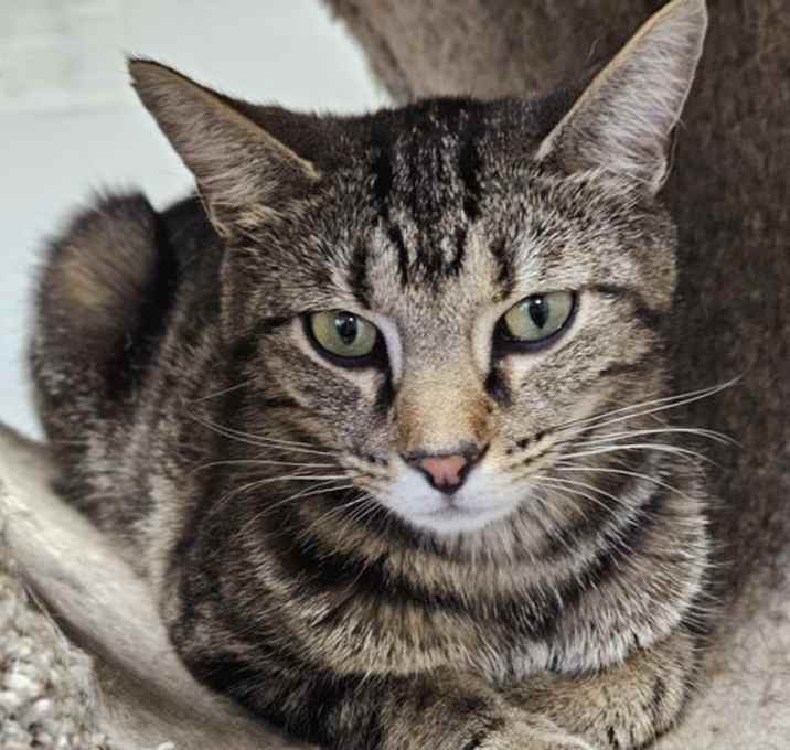 Photo of Anise