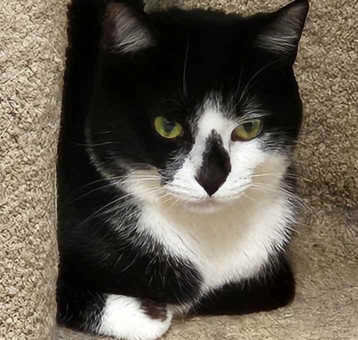 Photo of Milo