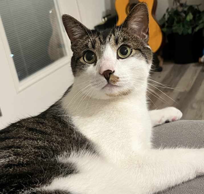 Photo of Toby