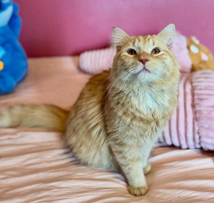 Photo of Pumpkin