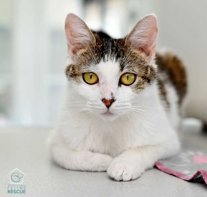 Photo of Lark
