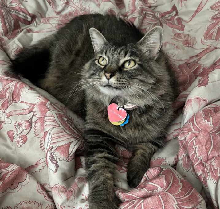 Photo of Lulu