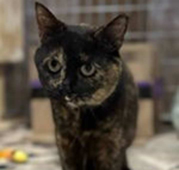 Photo of Virgo: Currently in Foster Care