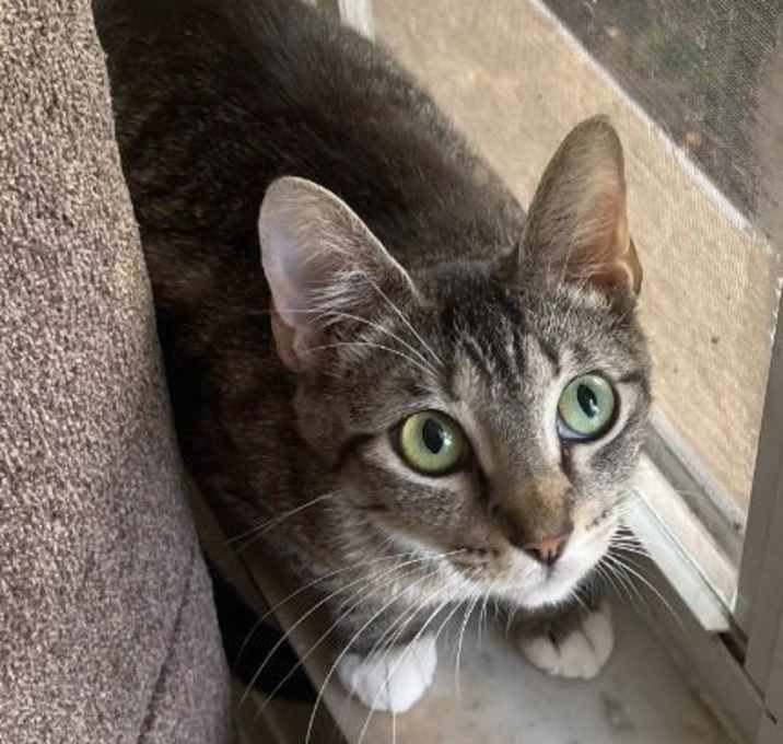 Photo of Olive