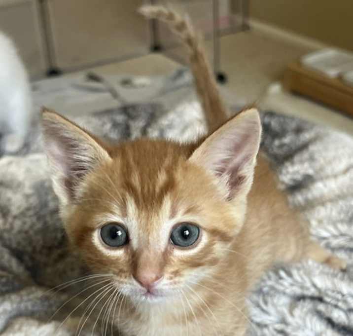 Photo of Dodge