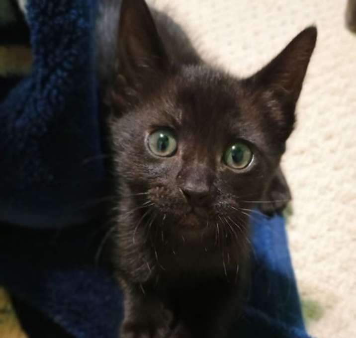 Photo of Buttercup