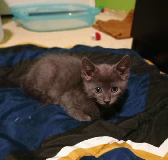 Photo of Blossom