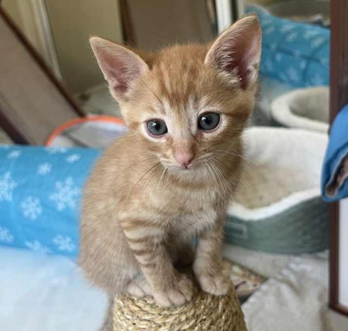 Photo of Ranger