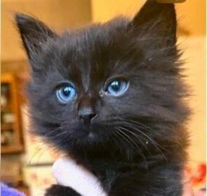 Photo of Flurry