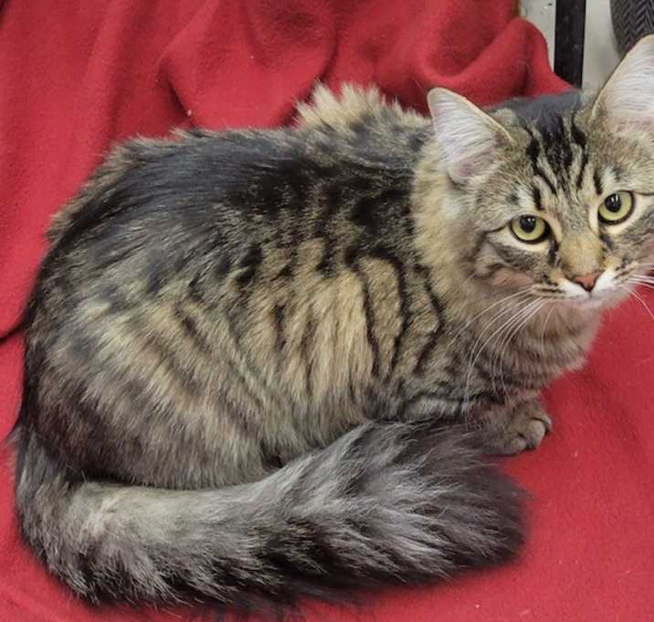 Photo of Tequila