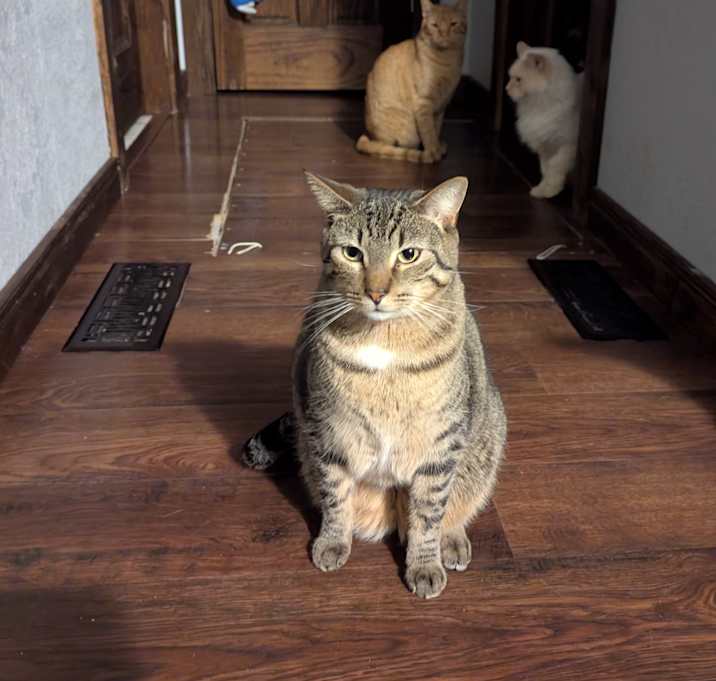 Photo of Lucky