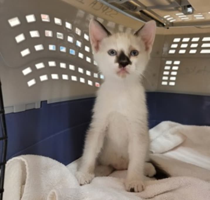Photo of Snowball