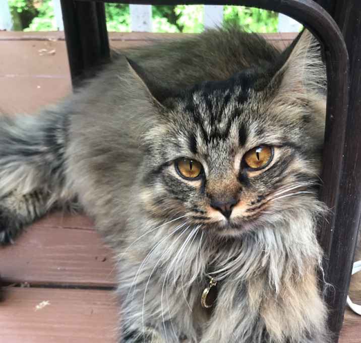 Photo of Missy