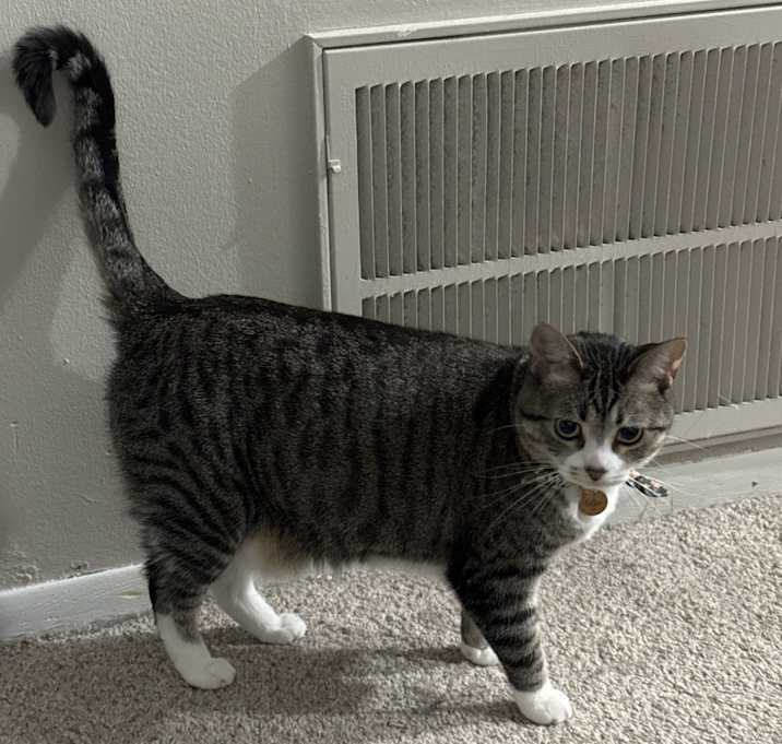 Photo of Olive