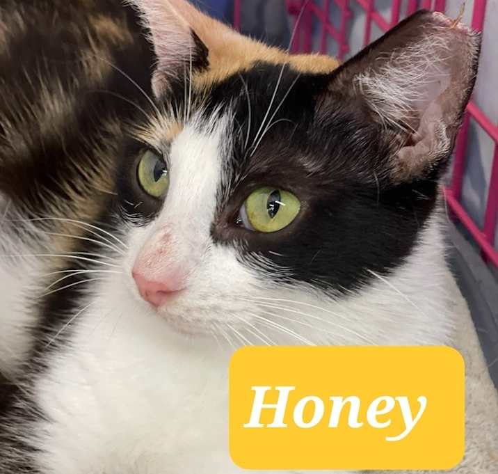 Photo of Honey