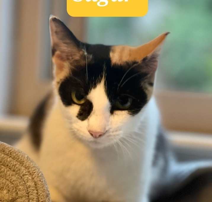 Photo of Sugar 5484