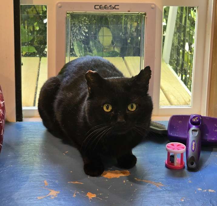 Photo of Coal