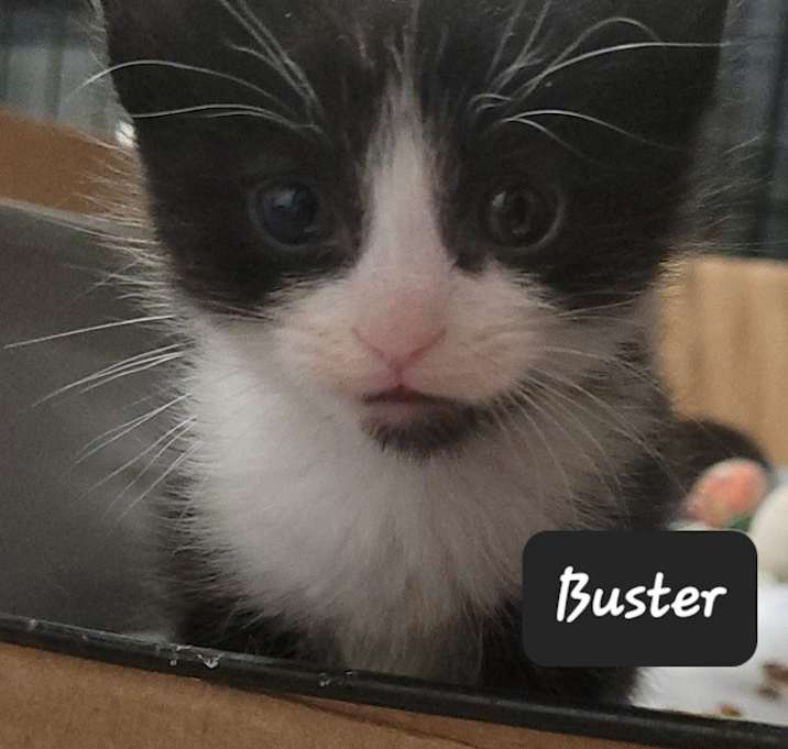Photo of Buster
