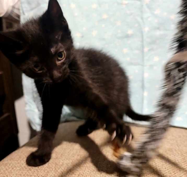 Photo of Dot