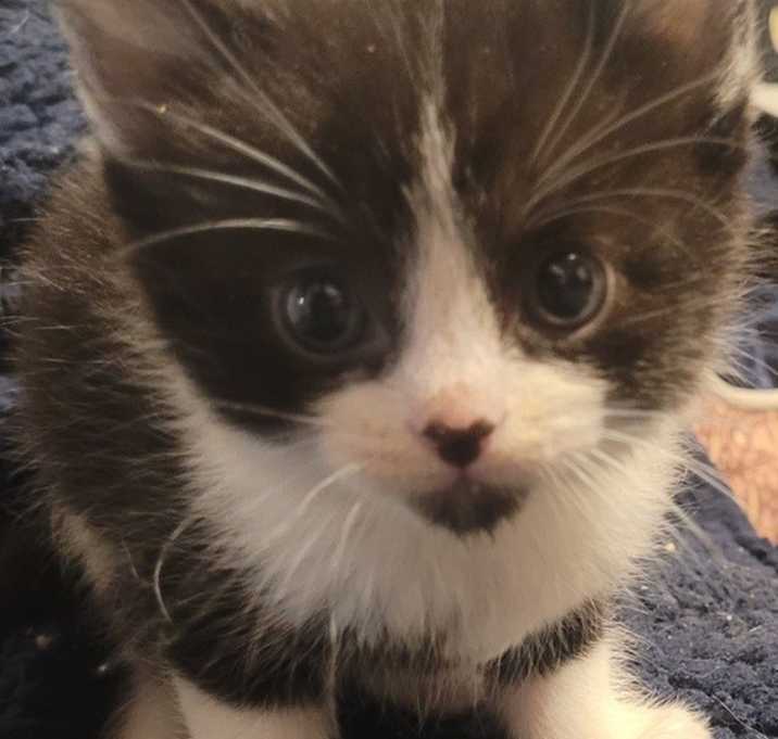 Photo of Yakko