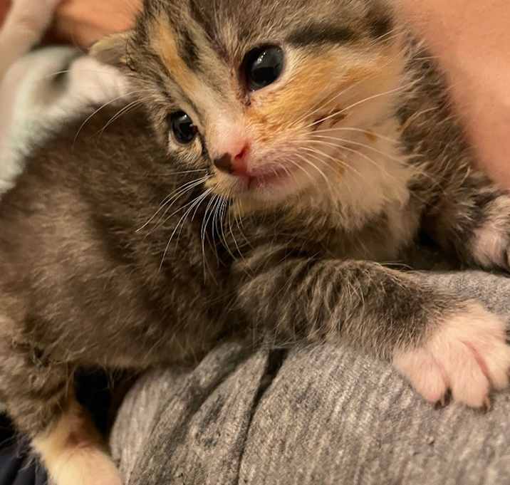 Photo of Blossom