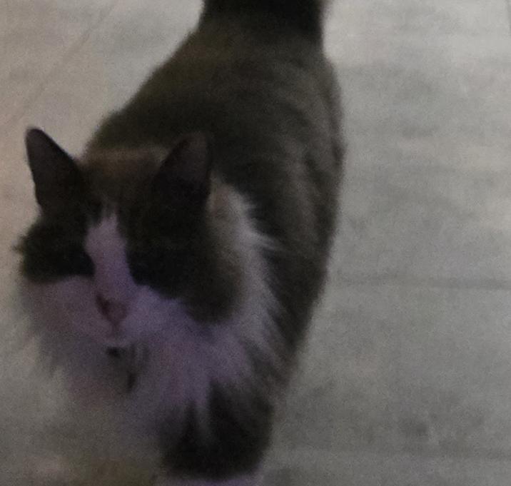 Photo of Bentley