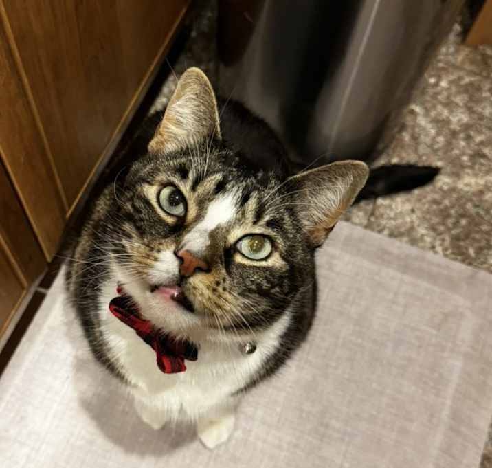 Photo of Rocky