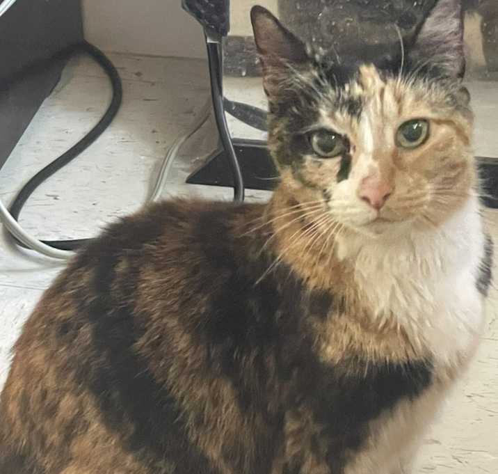 Photo of Ophelia