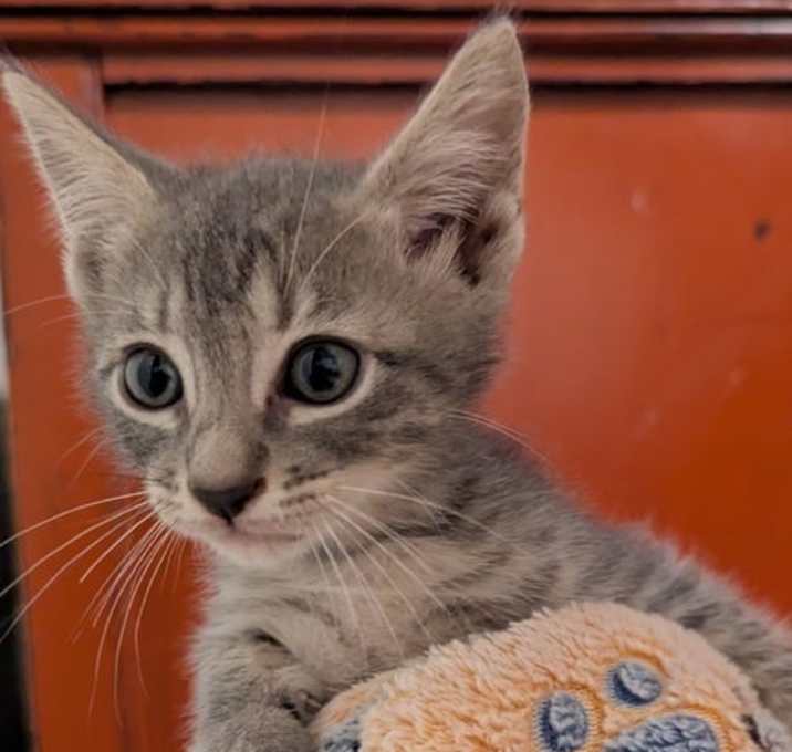 Photo of George Purrshwin