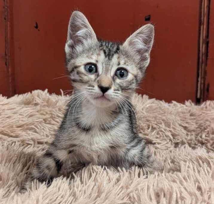 Photo of Billie Meow-liday
